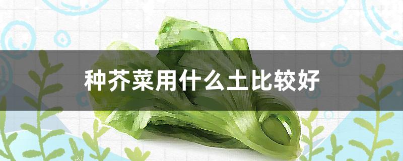 種芥菜用什么土比較好