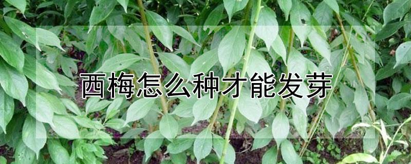 西梅怎么種才能發(fā)芽