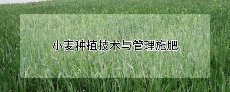 小麦种植技术与管理施肥