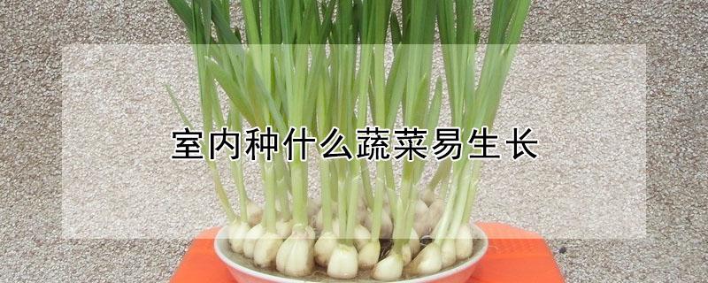 室內(nèi)種什么蔬菜易生長