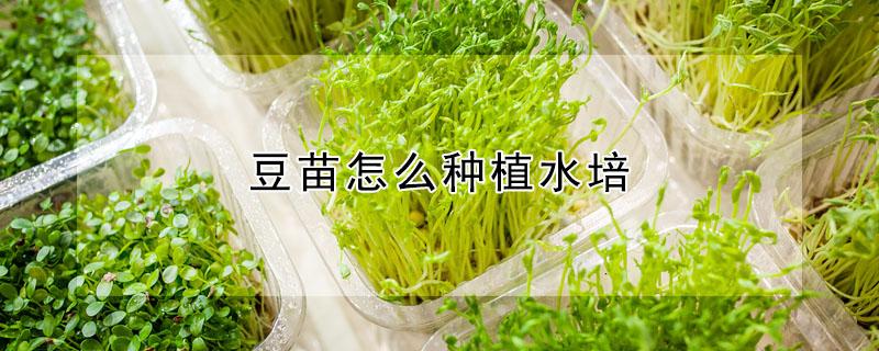 豆苗怎么种植水培