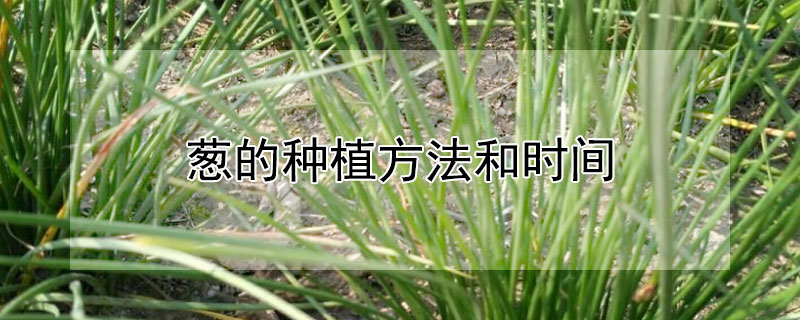 蔥的種植方法和時(shí)間