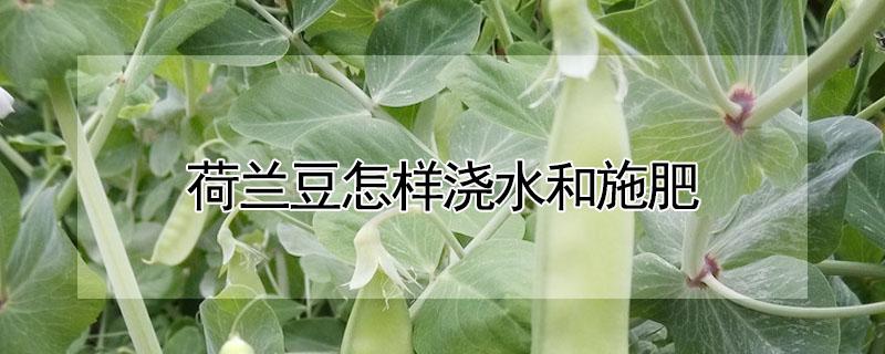 荷蘭豆怎樣澆水和施肥