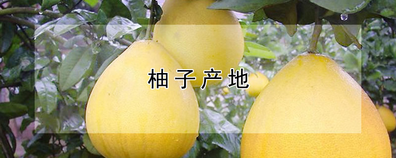 柚子產(chǎn)地