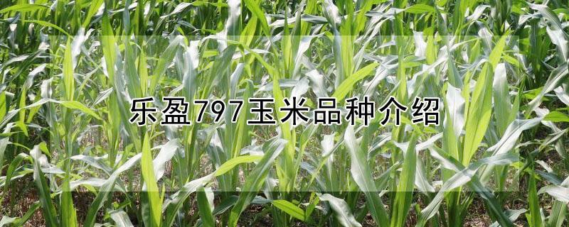 樂盈797玉米品種介紹