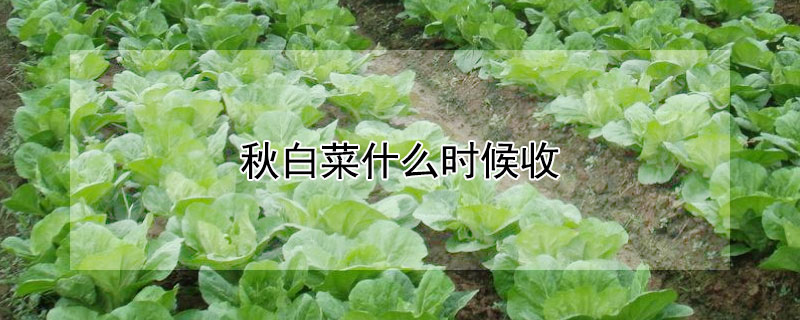 秋白菜什么時(shí)候收