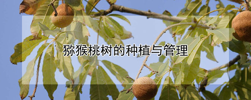 獼猴桃樹(shù)的種植與管理