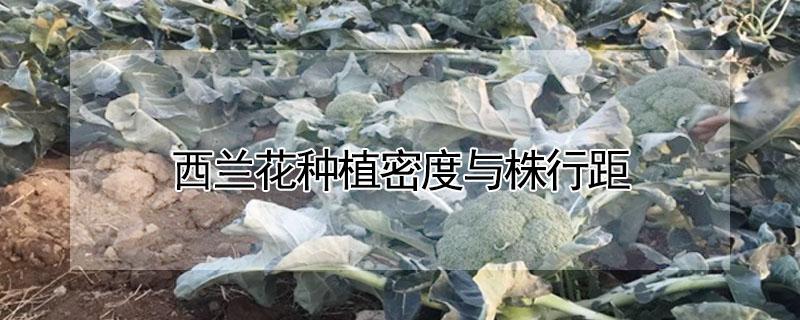 西兰花种植密度与株行距