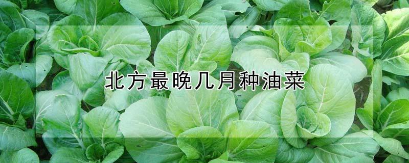 北方最晚幾月種油菜