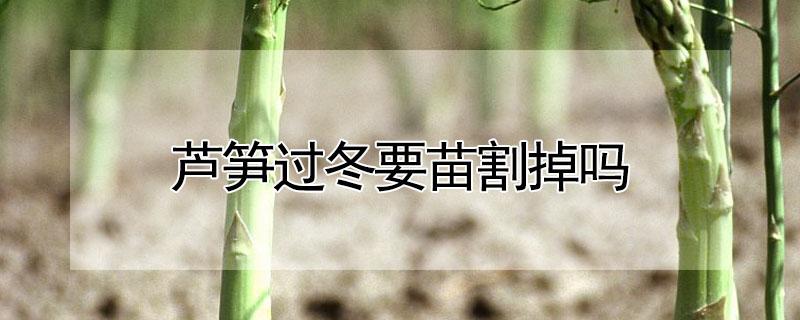 芦笋过冬要苗割掉吗