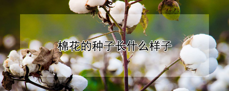 棉花的種子長什么樣子