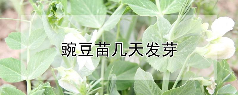 豌豆苗幾天發(fā)芽