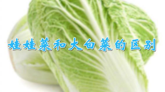 娃娃菜和大白菜的區(qū)別