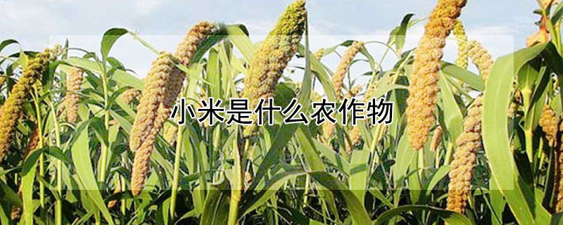 小米是什么農作物