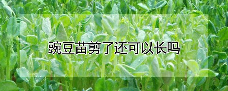 豌豆苗剪了還可以長(zhǎng)嗎