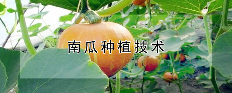 南瓜種植技術(shù)