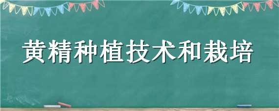 黄精种植技术和栽培（黄精种植技术和栽培视频）