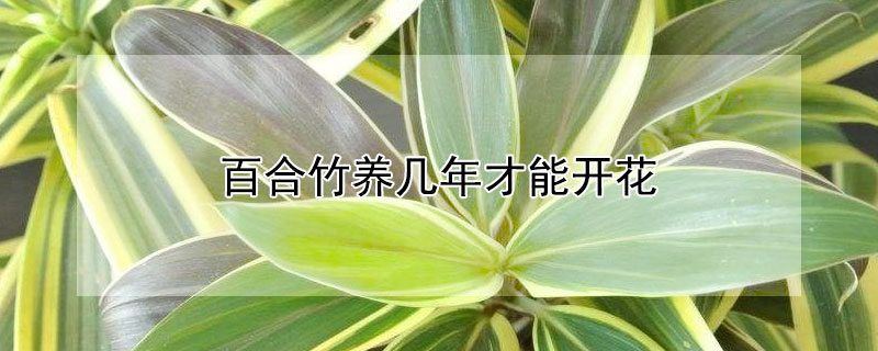 百合竹養(yǎng)幾年才能開花（百合竹能活幾年）