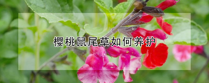 樱桃鼠尾草如何养护 樱桃鼠尾草冬季修剪