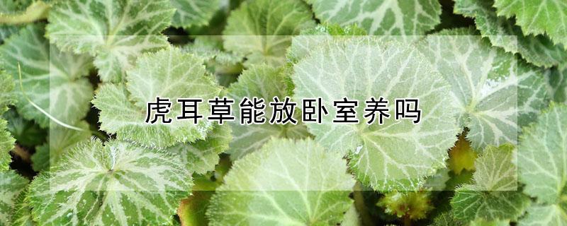 虎耳草能放臥室養(yǎng)嗎 虎耳草室內(nèi)養(yǎng),還是室外養(yǎng)