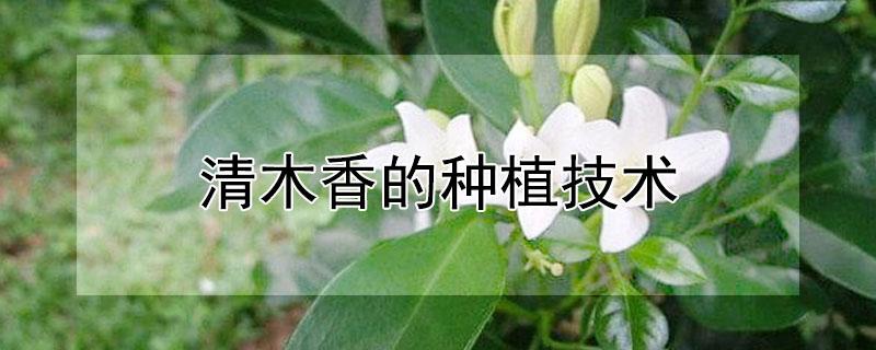 清木香的種植技術(shù)（清香木的栽培技術(shù)）