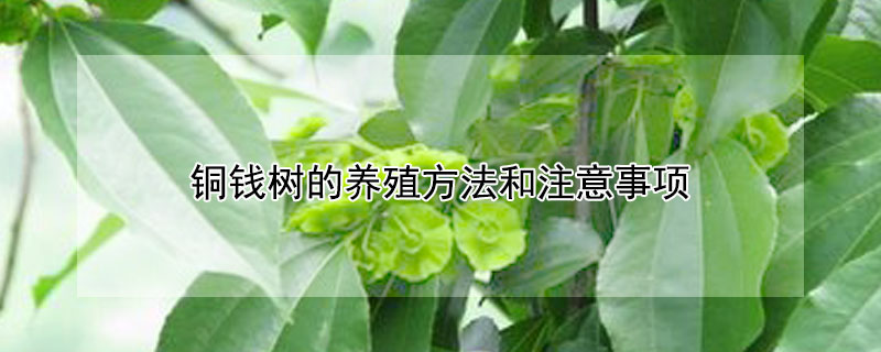 銅錢(qián)樹(shù)的養(yǎng)殖方法和注意事項(xiàng)（銅錢(qián)樹(shù)的養(yǎng)殖方法和注意事項(xiàng)視頻）