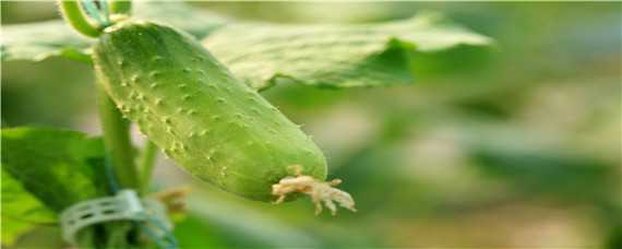 早春冷棚黃瓜種植技術（早春冷棚黃瓜種植技術要點）