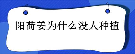 陽荷姜為什么沒人種植 陽荷姜生長環(huán)境