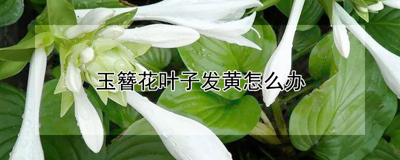 玉簪花叶子发黄怎么办 玉簪花叶子发黄怎么回事