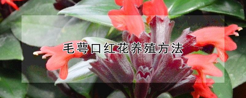 毛萼口红花养殖方法（毛萼口红花怎么养）