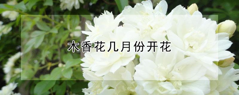 木香花幾月份開花（木香花幾月份開花?盆栽如何養(yǎng)殖?）