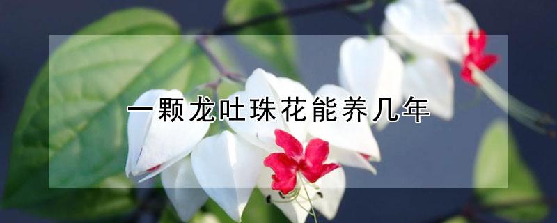 一顆龍吐珠花能養(yǎng)幾年 龍吐珠一年開幾次花