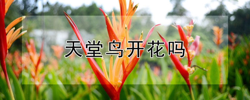 天堂鳥開花嗎 大葉子天堂鳥開花嗎