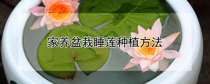 家养盆栽睡莲种植方法（睡莲用什么盆种植）