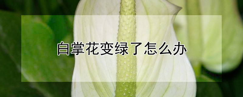 白掌花變綠了怎么辦（白掌花變綠了怎么辦如何修剪）