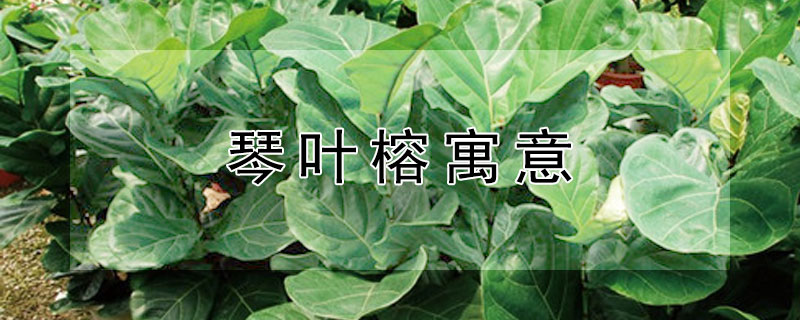 琴叶榕寓意（琴叶榕寓意象征）