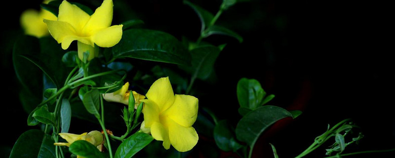 飄香藤怎么養(yǎng)開(kāi)花多