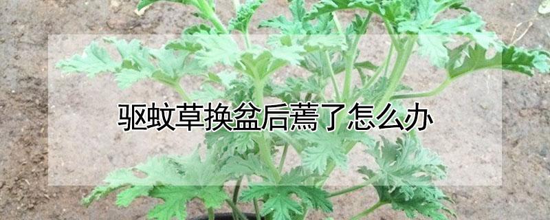 驅(qū)蚊草換盆后蔫了怎么辦（驅(qū)蚊草換盆后葉子發(fā)黃）