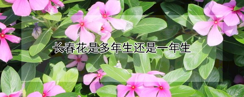 长春花是多年生还是一年生（长春花是不是多年生）