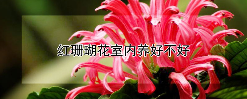 红珊瑚花室内养好不好 家里养红珊瑚花好不好