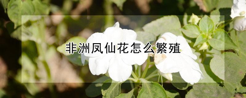 非洲鳳仙花怎么繁殖 鳳仙花如何繁殖