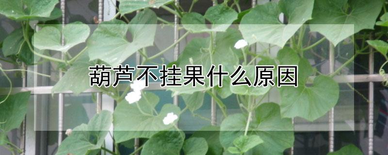 葫芦不挂果什么原因（西葫芦不挂果）