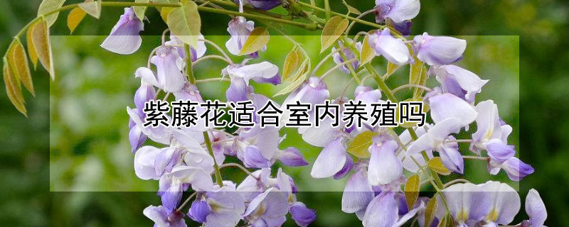 紫藤花適合室內(nèi)養(yǎng)殖嗎 紫藤花能在室內(nèi)種植嗎