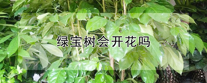 绿宝树会开花吗 绿宝树会开花结果吗