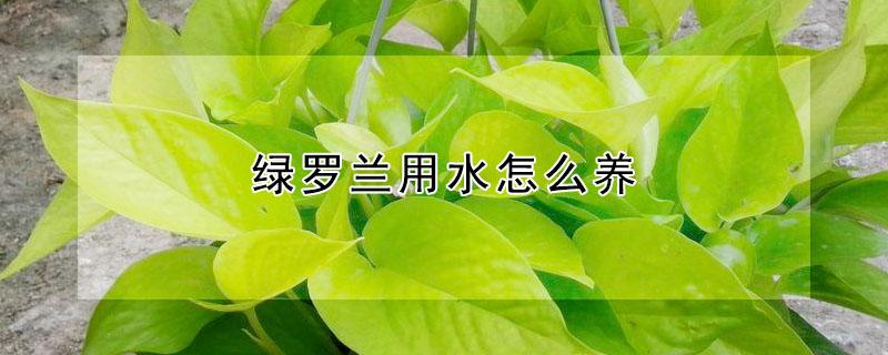 绿罗兰用水怎么养 水养绿萝怎么施肥