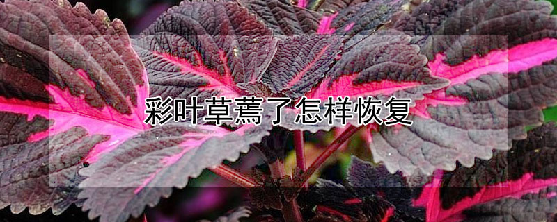 彩葉草蔫了怎樣恢復(fù)（彩葉草枯萎怎么辦）