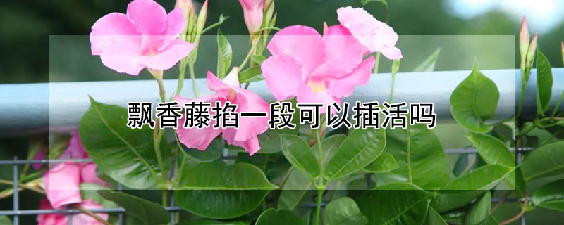 飘香藤掐一段可以插活吗 飘香藤花能插条吗