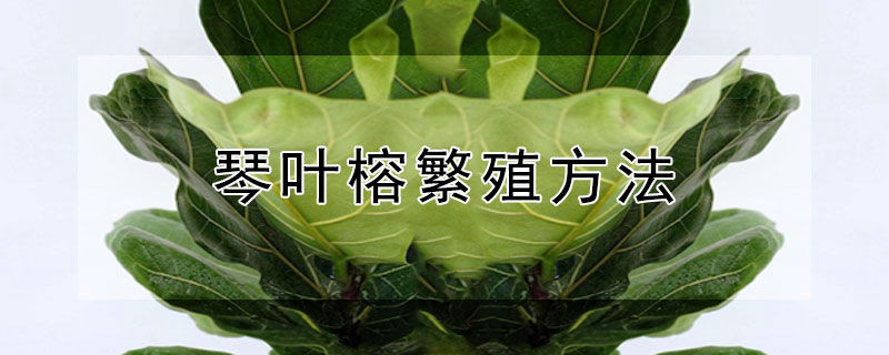 琴叶榕繁殖方法 琴叶榕可以通过叶片繁殖吗