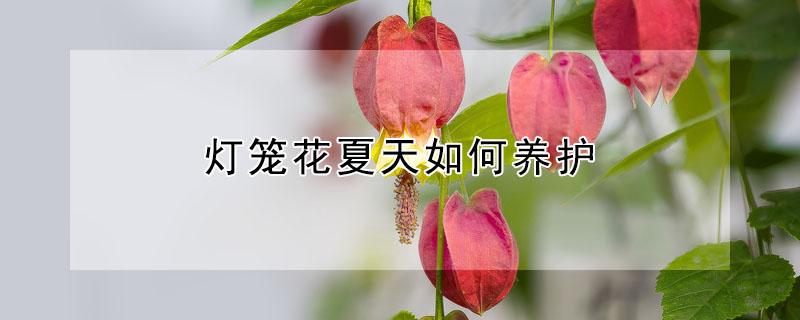 燈籠花夏天如何養(yǎng)護(hù)（燈籠花要怎樣養(yǎng)才能保證過冬天）