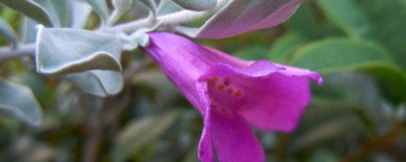 红花玉芙蓉怎么繁殖（红花玉芙蓉怎么养）